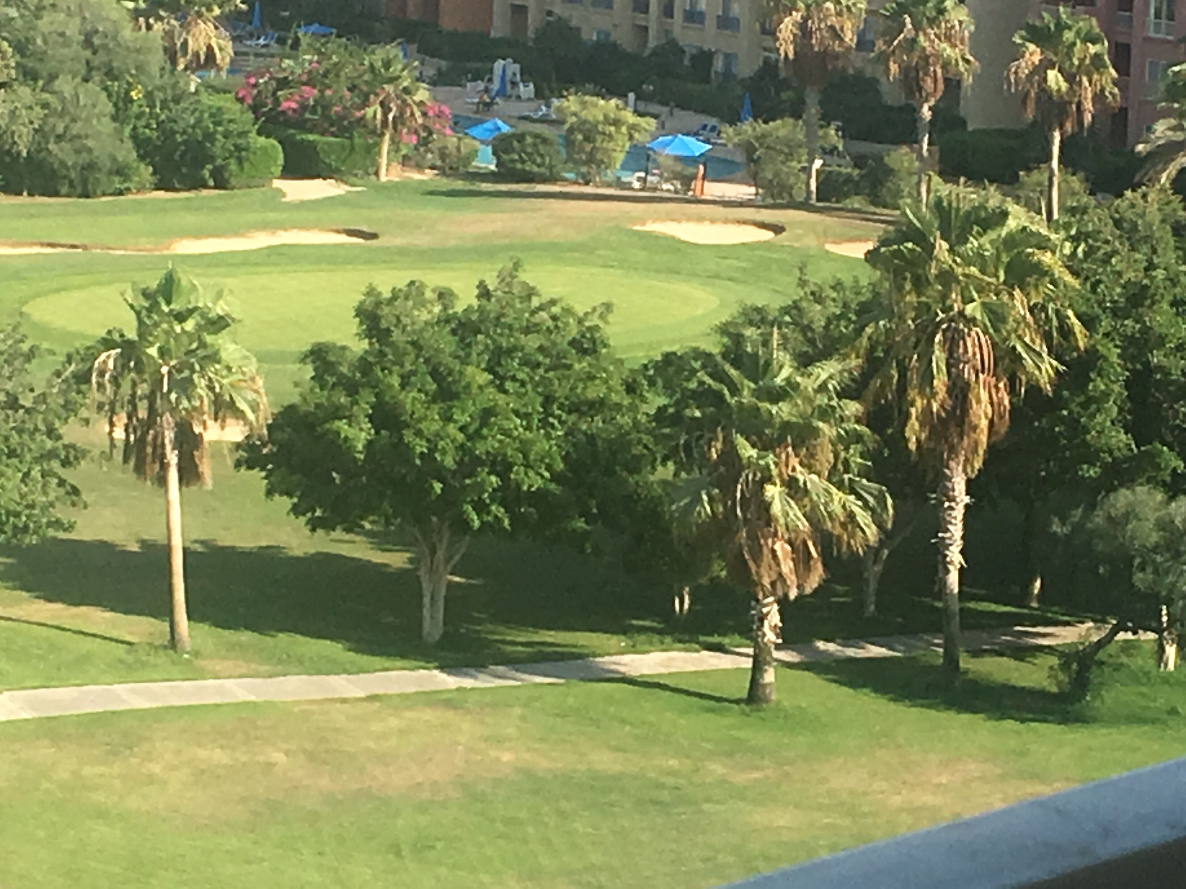 Ein Golfplatz mit Palmen, blauem Himmel und einem Gebäude im Hintergrund.