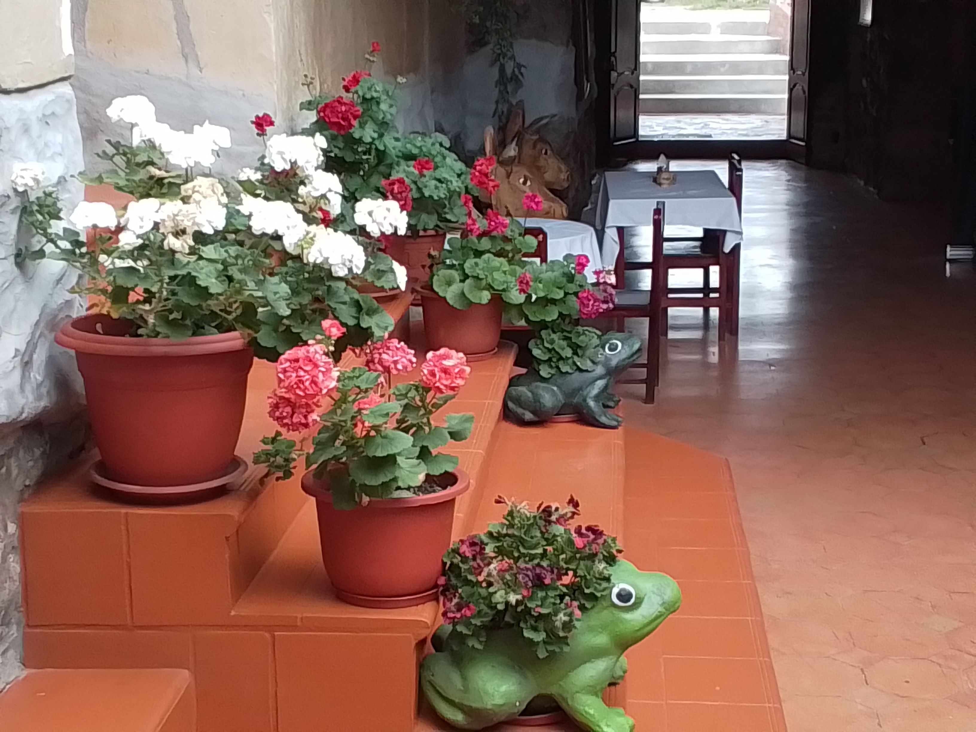 Une série de plantes en pot, certaines fleuries, une statue de grenouille verte et une chaise en bois dans un couloir.