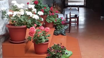 Une série de plantes en pot, certaines fleuries, une statue de grenouille verte et une chaise en bois dans un couloir.