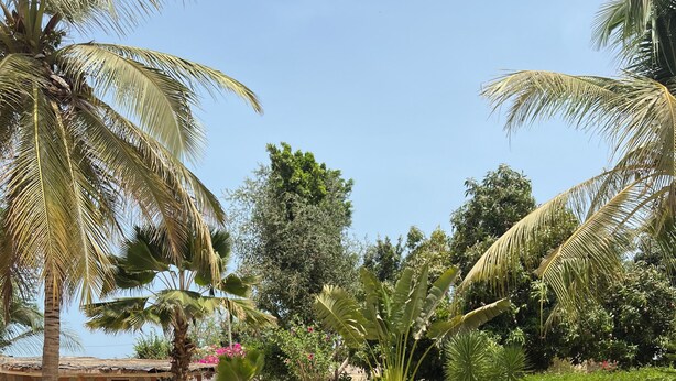 Zona junto a la piscina con sillones de descanso y una piscina rodeada de palmeras y follaje.