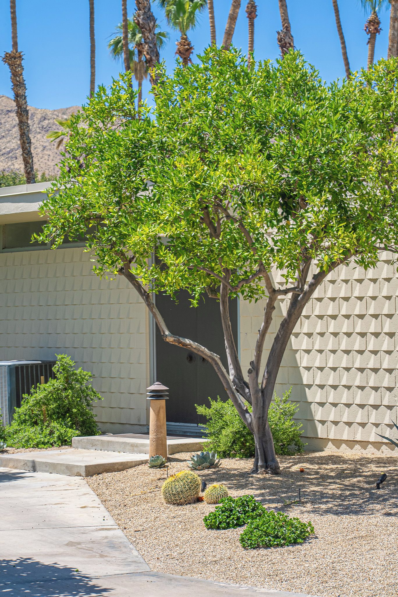 A tree with a thick trunk and green foliage in front of a building with a textured wall.