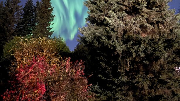 Ein Nachthimmel mit Polarlichtern, eine große Nadelbaum und ein Strauch mit roten Blättern.