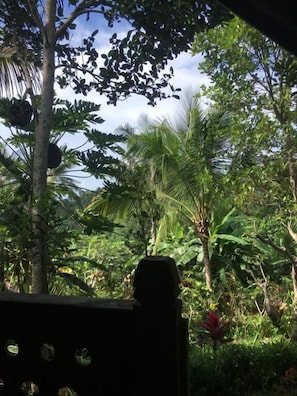 Un jardín tropical con diversas plantas y una estructura de madera.