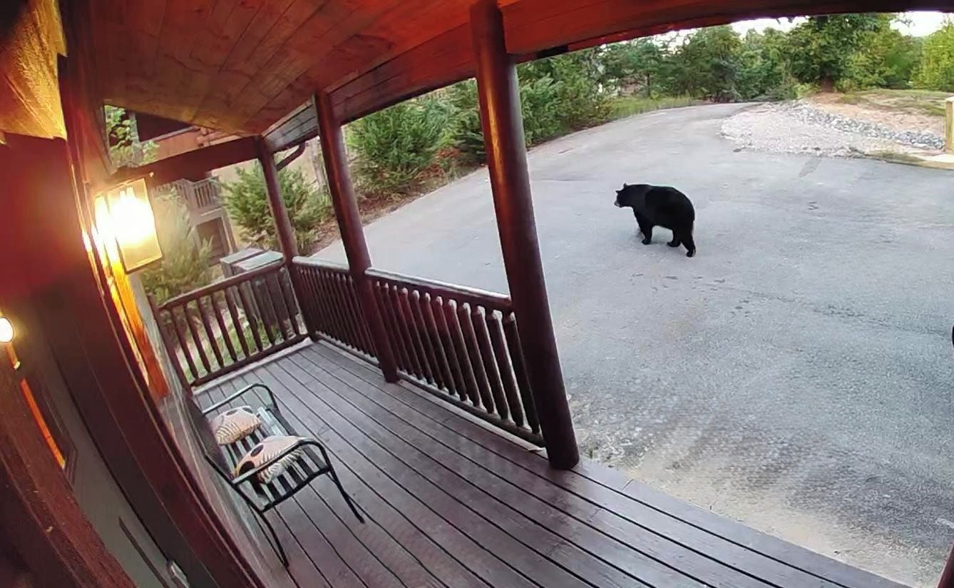 A wooden deck with a railing, a chair, and a bear walking on the road in the background.