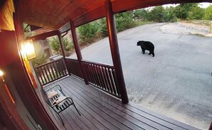 Une terrasse en bois avec une rambarde, une chaise, et un ours qui marche sur la route en arrière-plan.