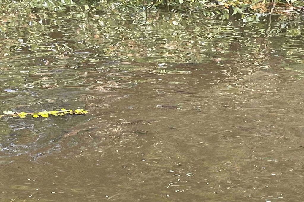 A body of water with reflections and floating debris.