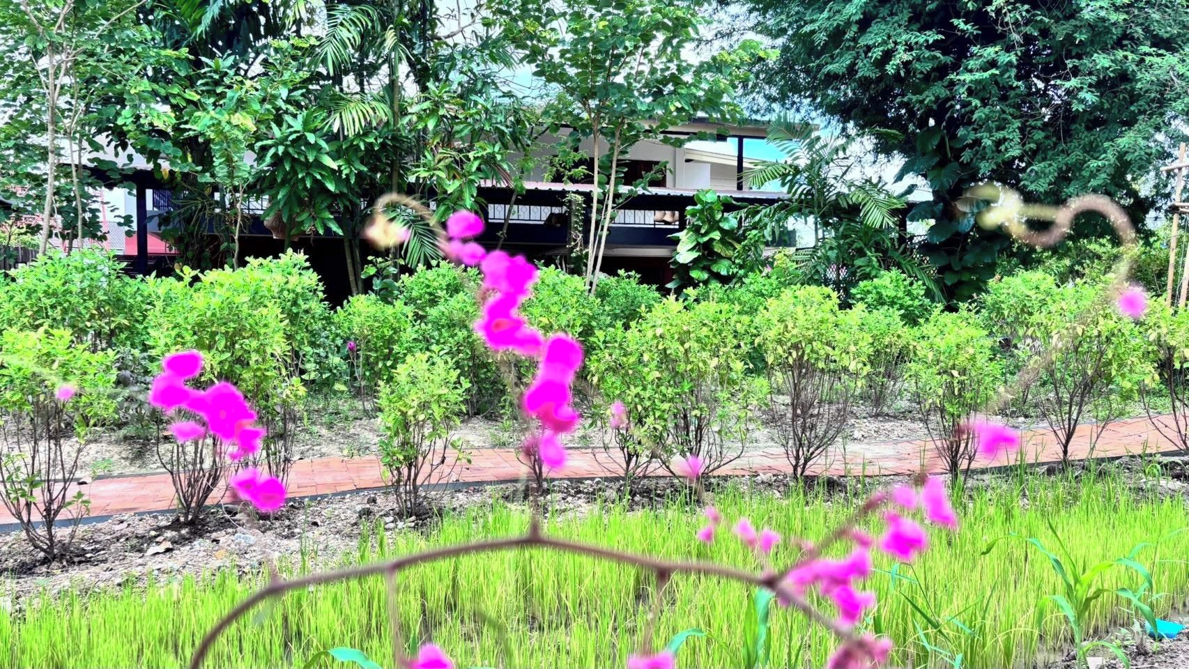 A garden with various plants and trees, a paved walkway, and a building in the background.