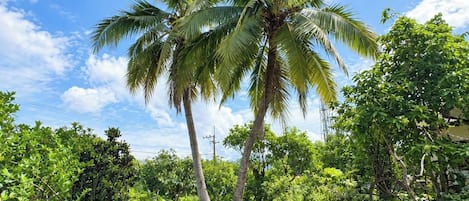 A paved garden pathway surrounded by lush greenery and palm trees.