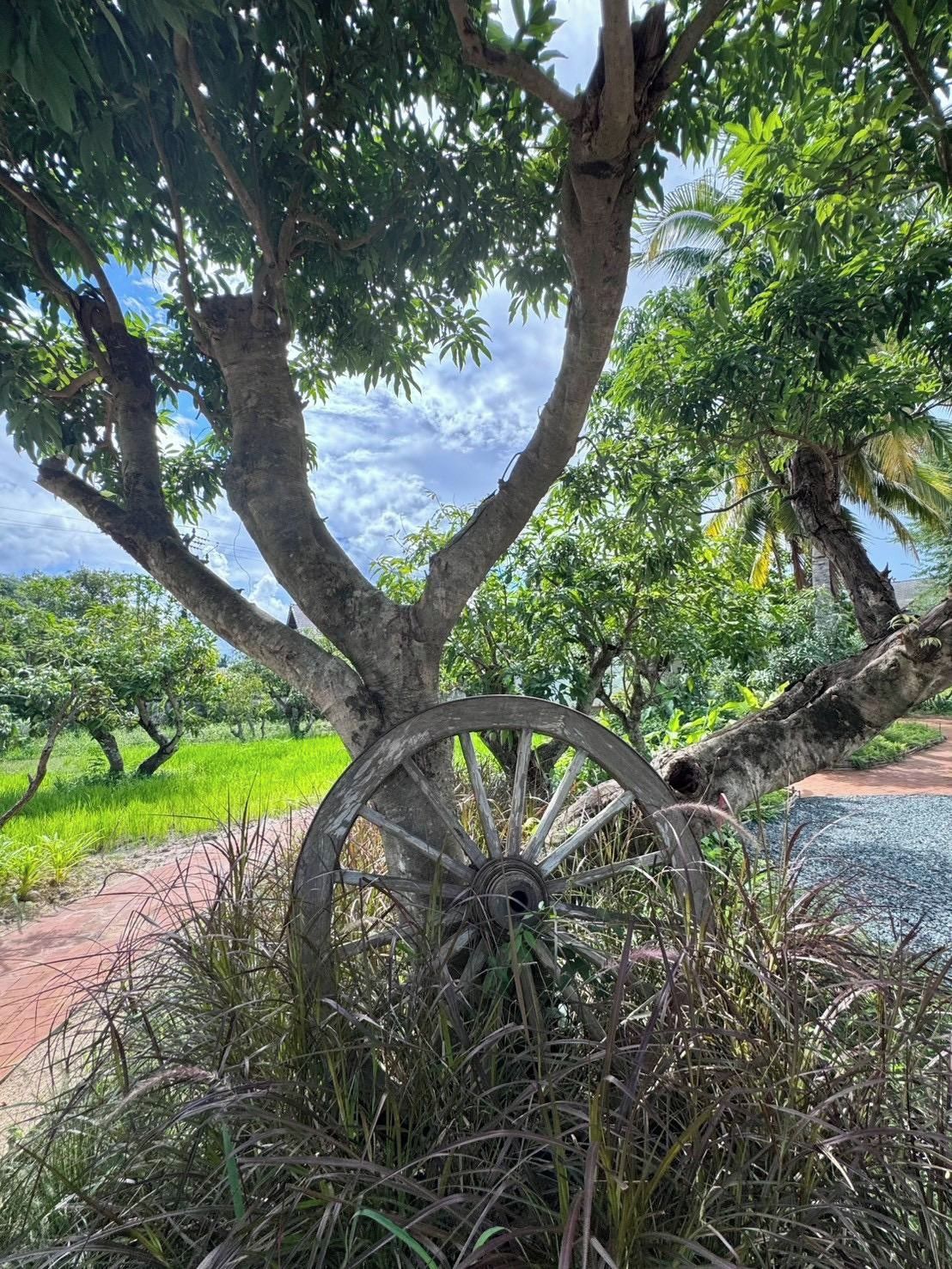 Un arbre, avec une grande roue rouillée en premier plan, entouré de verdure et sous un ciel dégagé.