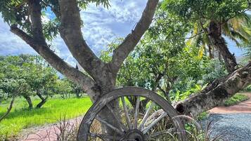 Un arbre, avec une grande roue rouillée en premier plan, entouré de verdure et sous un ciel dégagé.