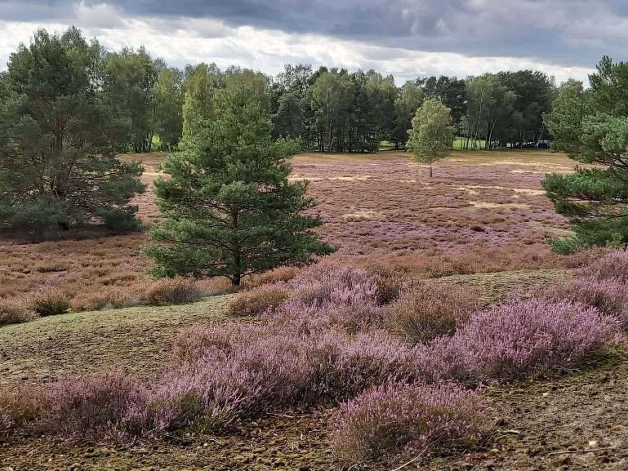 Un paysage naturel caractérisé par une diversité d’arbres et d’arbustes, dont un pin particulièrement imposant.