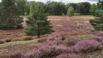 Un paysage naturel caractérisé par une diversité d’arbres et d’arbustes, dont un pin particulièrement imposant.