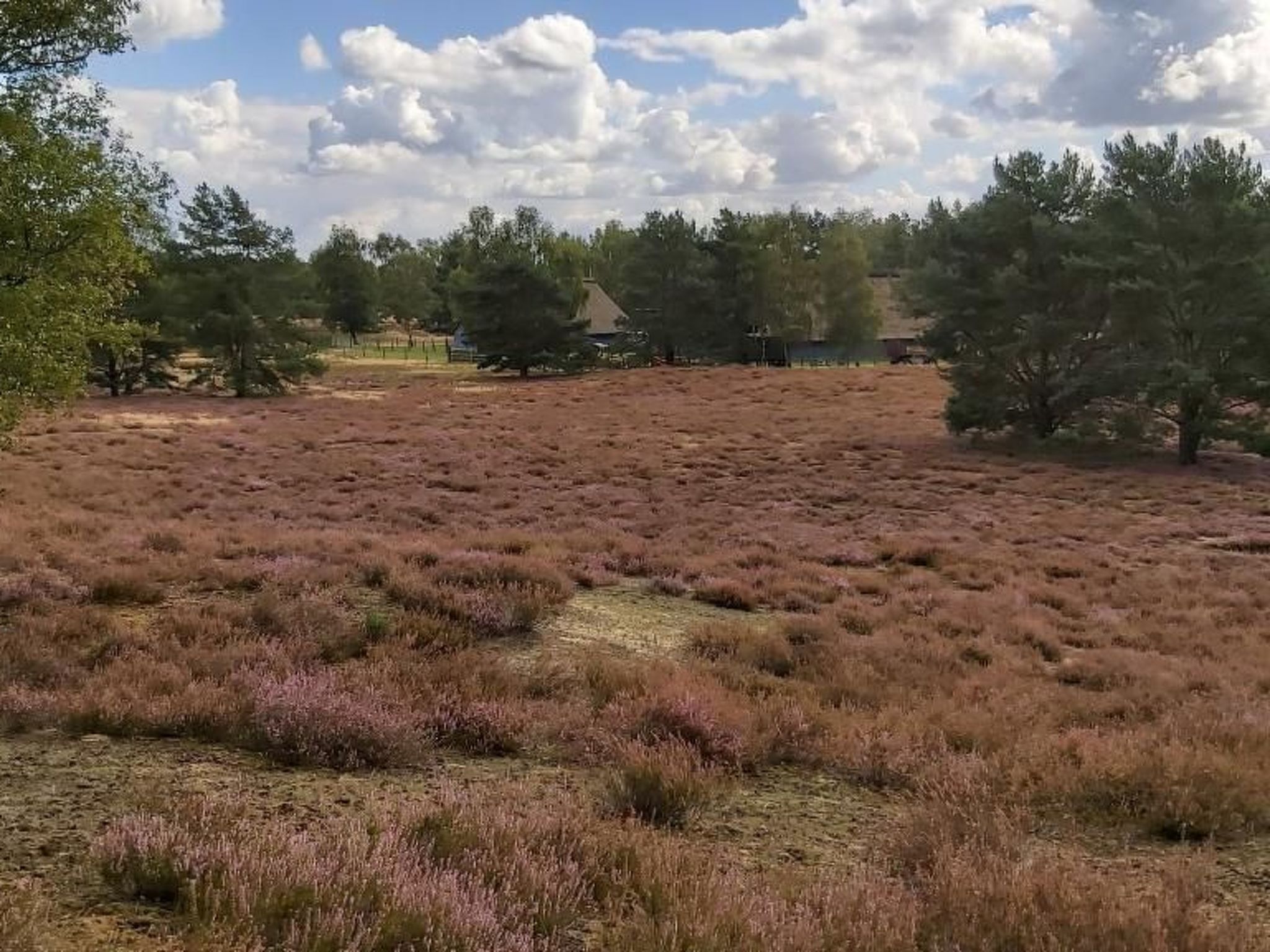 Et naturligt landskab med lyng og spredte træer, en klar himmel og en bygning i det fjerne.