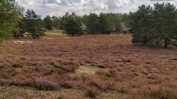 Et naturligt landskab med lyng og spredte træer, en klar himmel og en bygning i det fjerne.