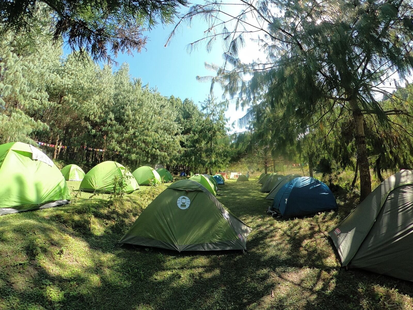 Basic Tent, Non Smoking | Property grounds
