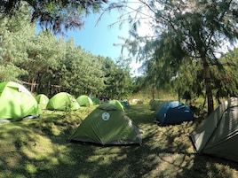 Un campamento con varias tiendas de campaña dispuestas en filas, rodeado de árboles.