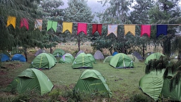 Un camping con varias tiendas de campaña dispuestas en filas, rodeado de árboles y un espacio cubierto de césped.