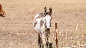 A donkey standing behind a barbed wire fence in a dry grass field.