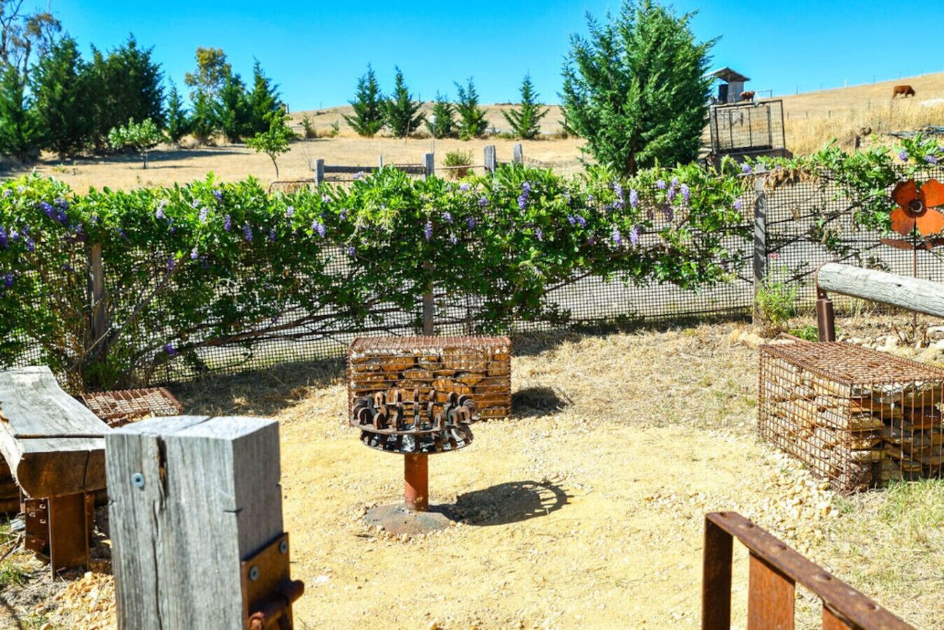 A vineyard with rows of grapevines, a wooden fence, and a metal gate.