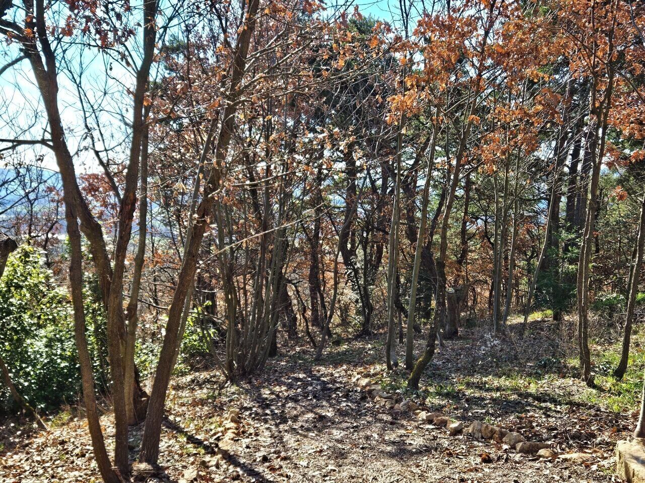 Zona boscosa con árboles y suelo cubierto de hojas secas.