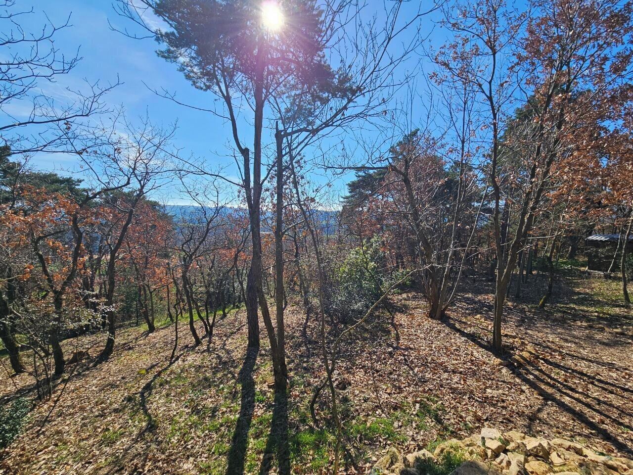 A forested area with trees and a clear sky.
