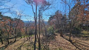 A forested area with trees and a clear sky.