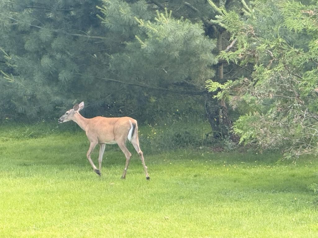 A deer in a grassy field with trees in the background.