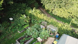 An aerial view of a garden with raised beds, a wooden fence, and a shed.