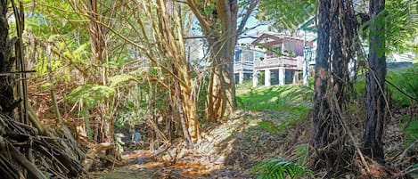 A pathway leading to a building surrounded by dense foliage and trees.