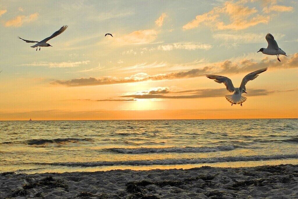Une scène de plage avec des vagues et des oiseaux qui volent.