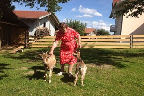 A person in a red dress with a pattern, interacting with two goats in a grassy area with a wooden fence and buildings in the background. - Forest view from the Pletl farm (Schönberg)