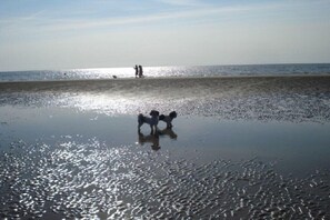 A beach with wet sand and two dogs. - "Witt Hus" Home office and vacation (St-Peter Ording (Böhl))