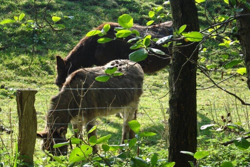 Ein eingezäunter Bereich mit einer grünen Wiese und Bäumen.