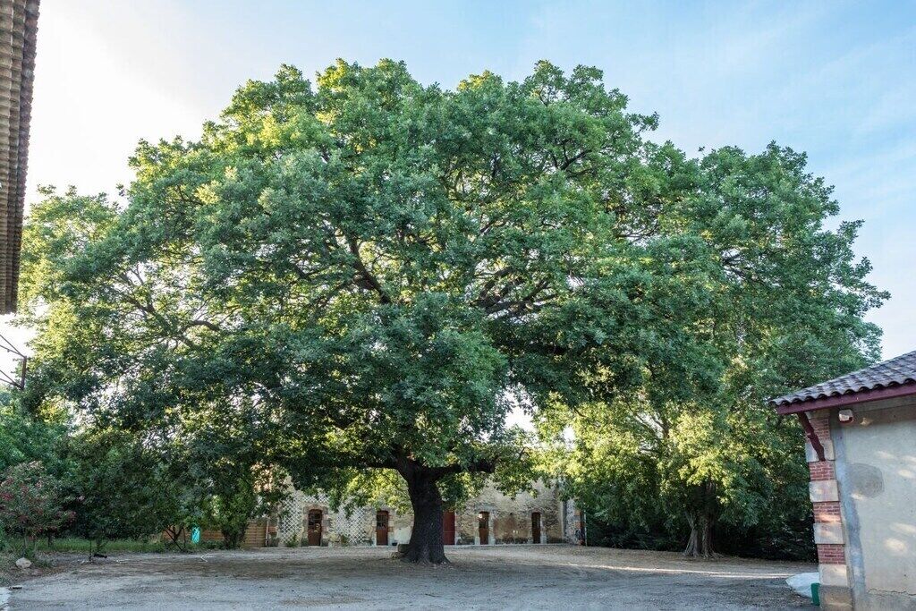 A large tree in a courtyard with a building in the background.
