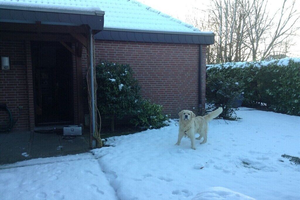 A dog standing in a snowy yard in front of a brick house.