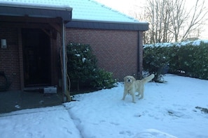 Ein Hund steht auf einem verschneiten Hof vor einem Ziegelhaus.