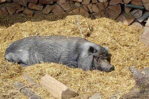 A pig lying on straw with a stack of firewood in the background. - Bioland farm Teufelsberg (Horgenzell)