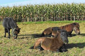 A field with horses grazing, a fence, and a cornfield in the background. - Bioland farm Teufelsberg (Horgenzell)