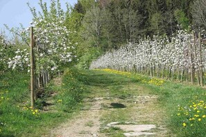 A pathway flanked by rows of flowering trees, leading through a natural landscape. - Bioland farm Teufelsberg (Horgenzell)