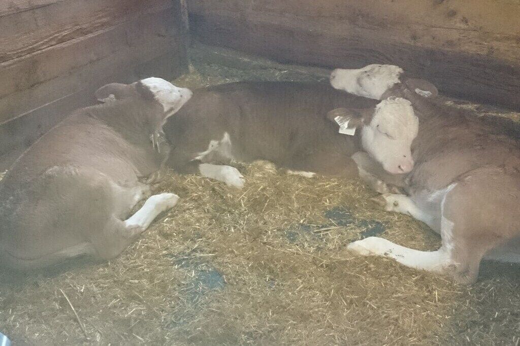 A group of cows lying on straw in a barn.