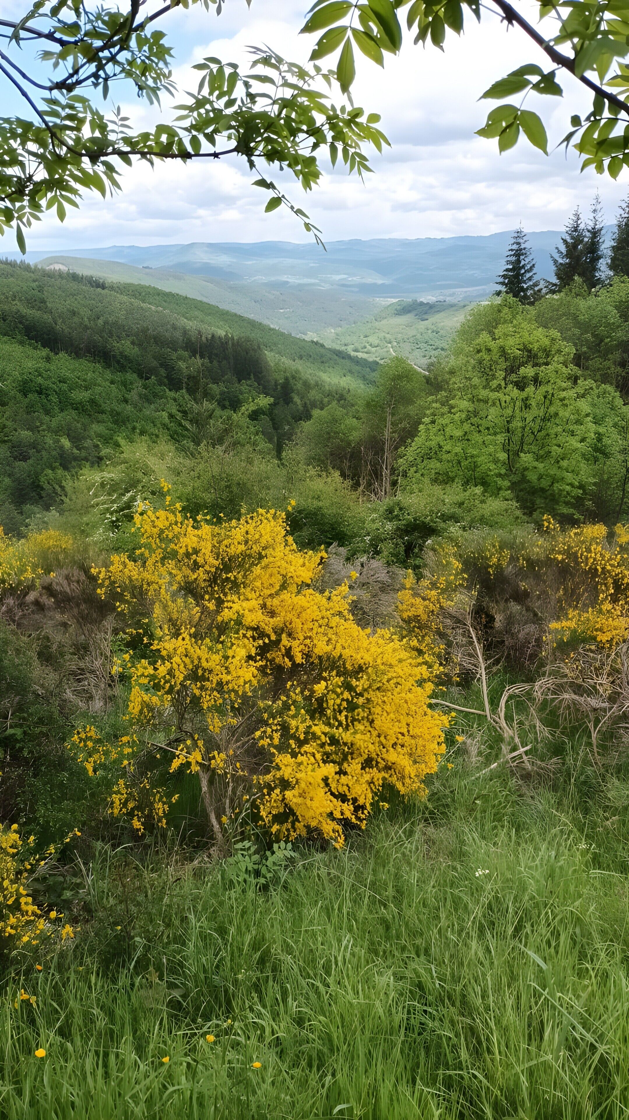 Een bergachtig landschap met weelderige begroeiing en bloeiende gele struiken.
