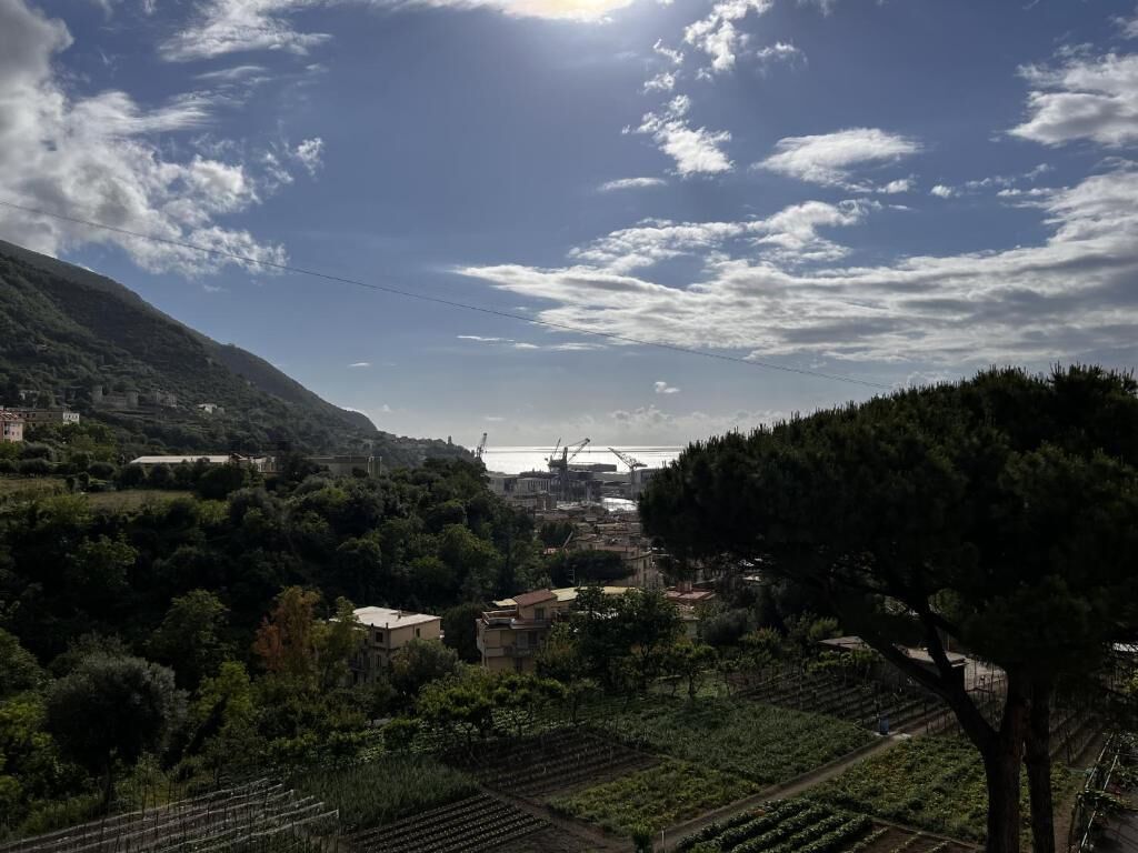 Viñedo con hileras de vides y edificios al fondo.