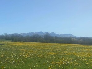 A field of yellow flowers with a mountain range in the background.