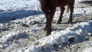 Un toro de pie en un campo nevado con un cielo azul despejado.