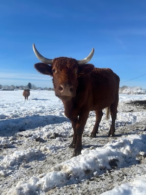Un toro de pie en un campo nevado con un cielo azul despejado.