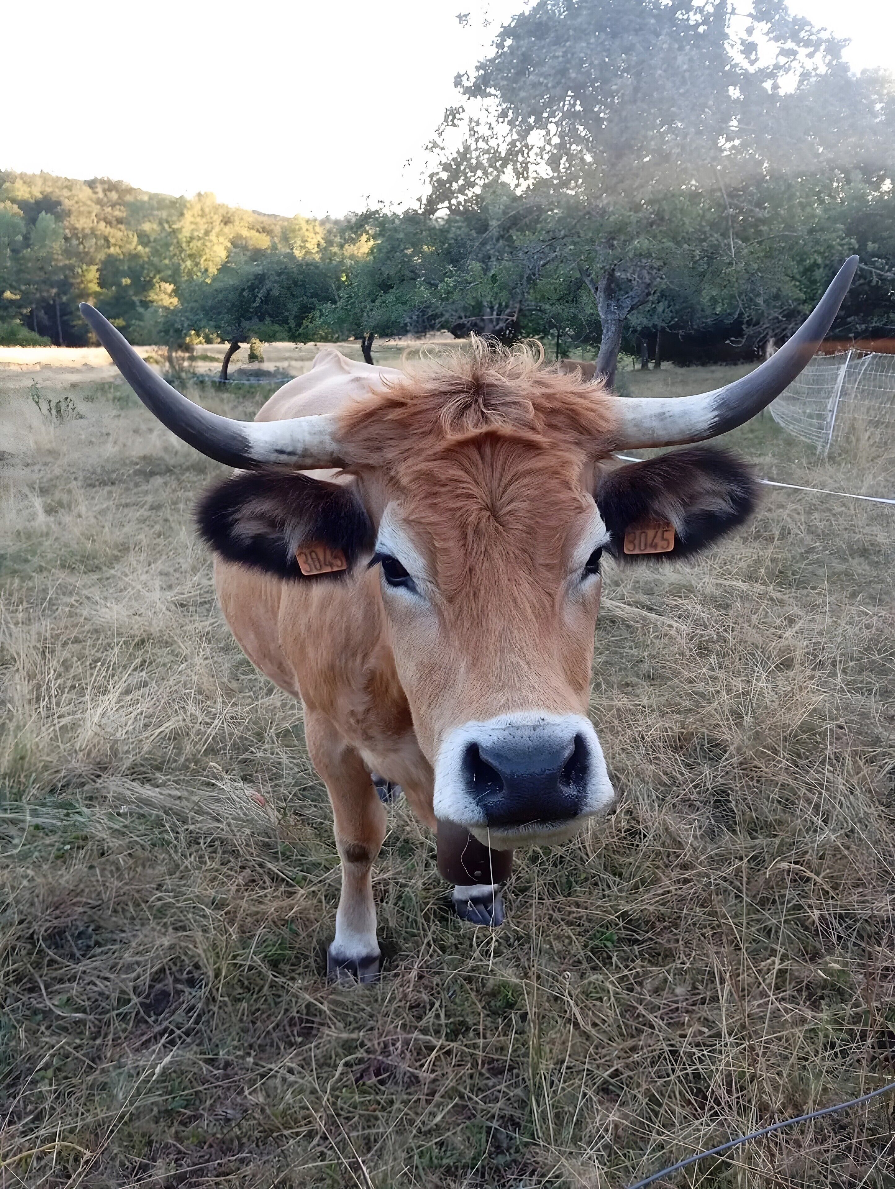 A cow with large horns in a grassy field with trees in the background.