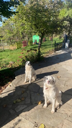 Two dogs sitting on a stone pathway in a park with a green fence and trees in the background. - Bed and Breakfast 'Chambre Verte' with Mountain View (Bagnols)