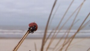 Ein Marienkäfer auf einem Pflanzenstängel, im Hintergrund Strand und Meer.