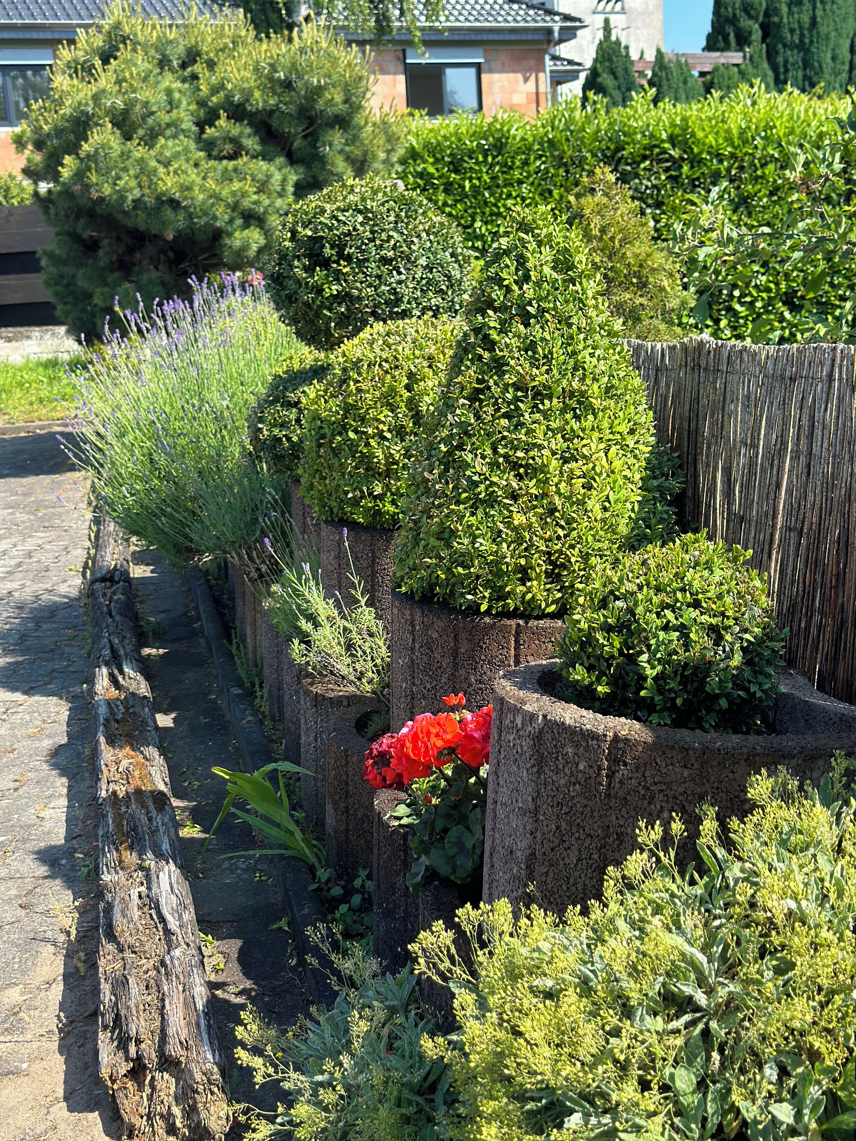 A garden with various plants and a wooden fence.