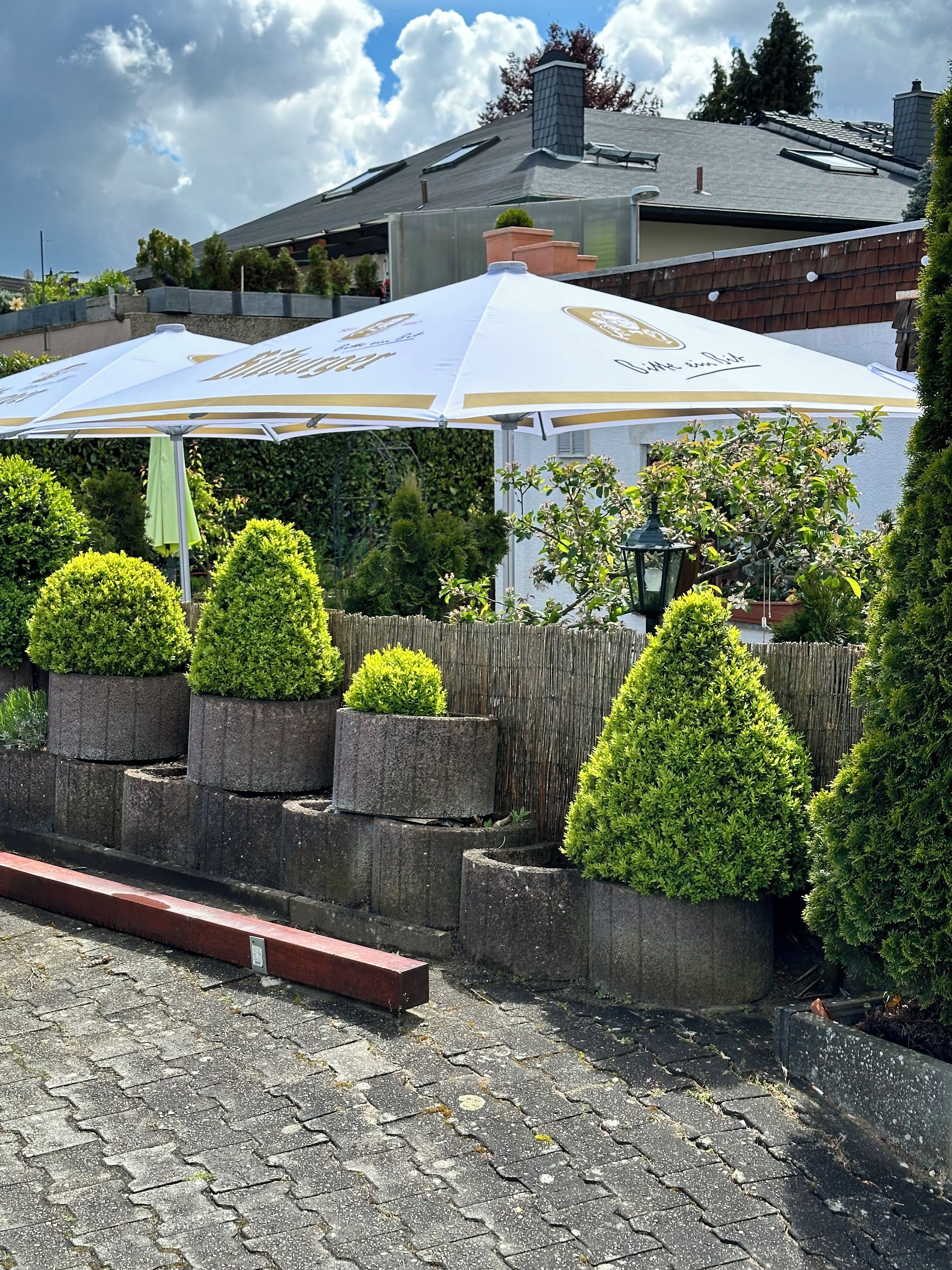A row of neatly arranged potted topiaries, a wooden fence, and a building with a sloped roof in the background.